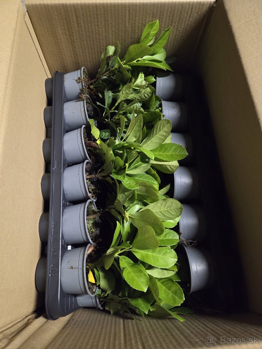 Laurel Novita wawrzyn PRUNUS 0.7l 20-30cm - 10