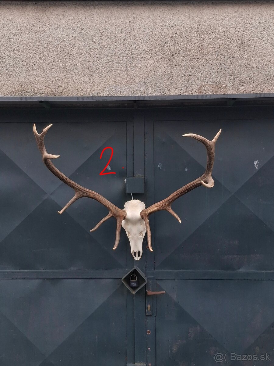 Trofeje, parožie - 10