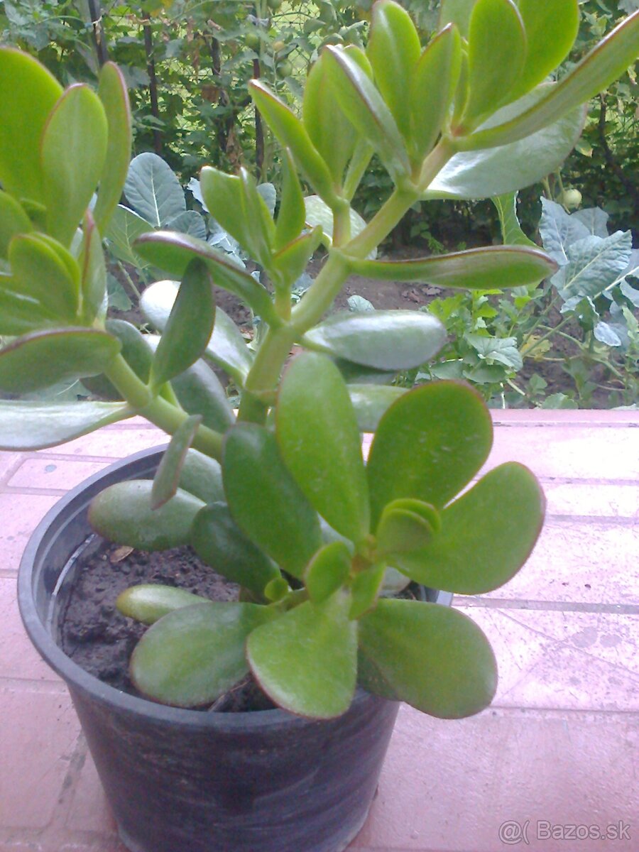 Kaktus Aloe Vera tučnolist. - 10