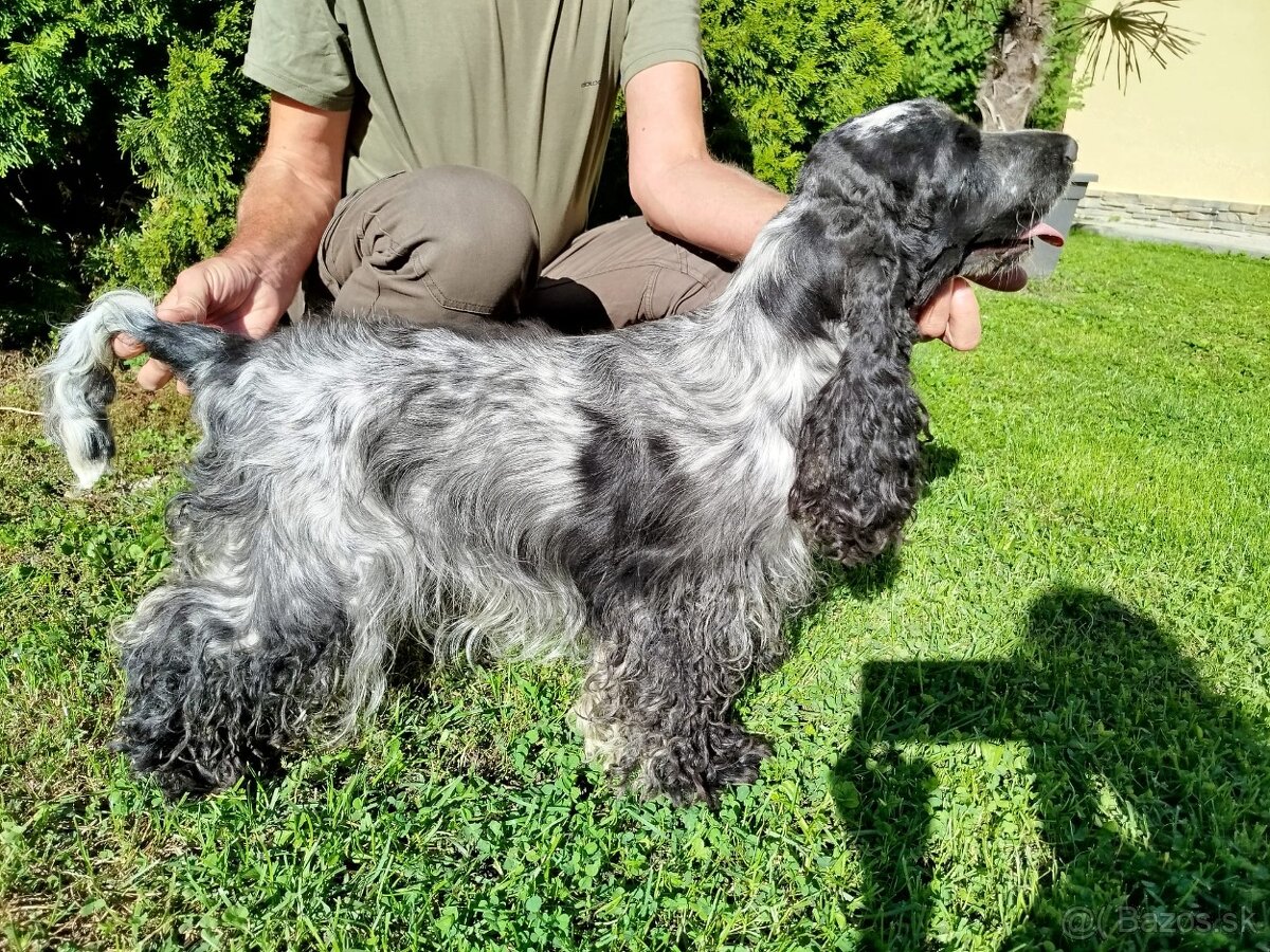 Anglický kokeršpaniel s PP - 10