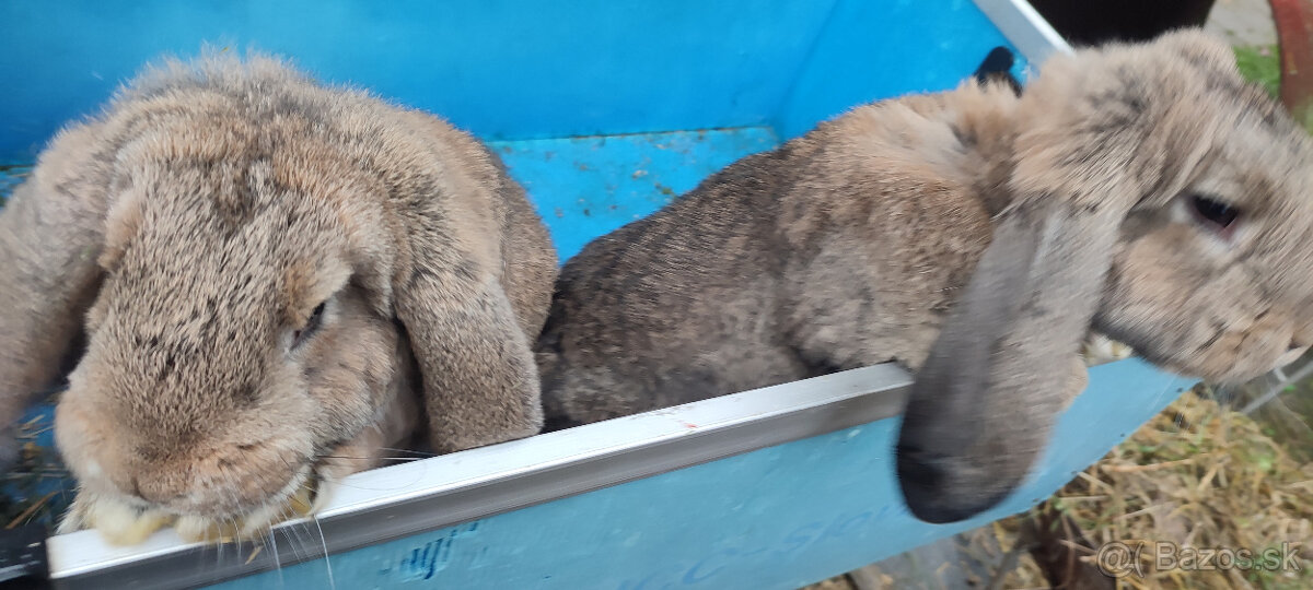 Predám zajacov FB - 10
