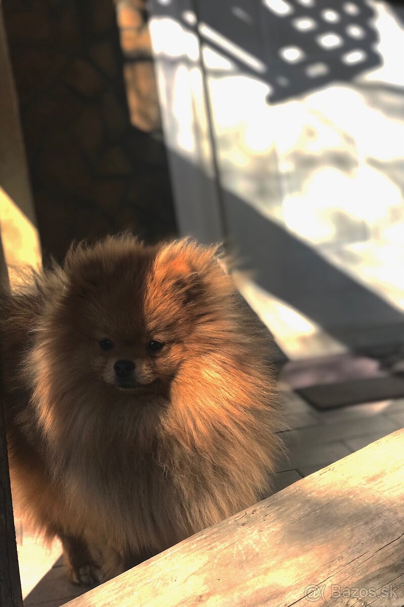 Pomeranian Boo-šteniatká na predaj - 10