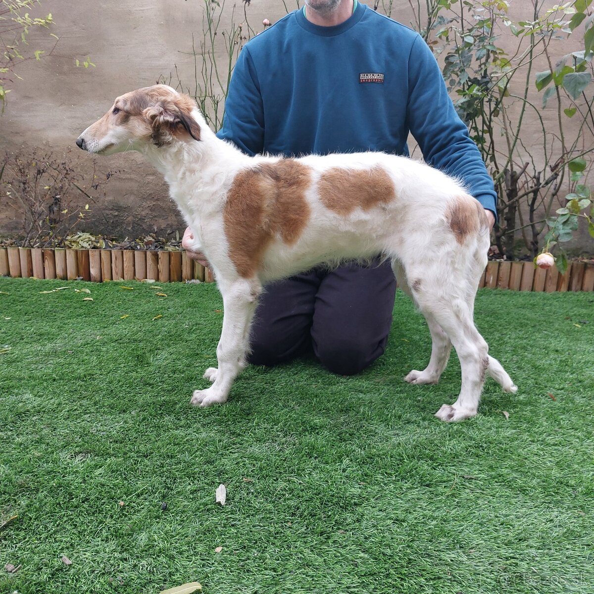 Barzoj ruský chrt s PP - 10