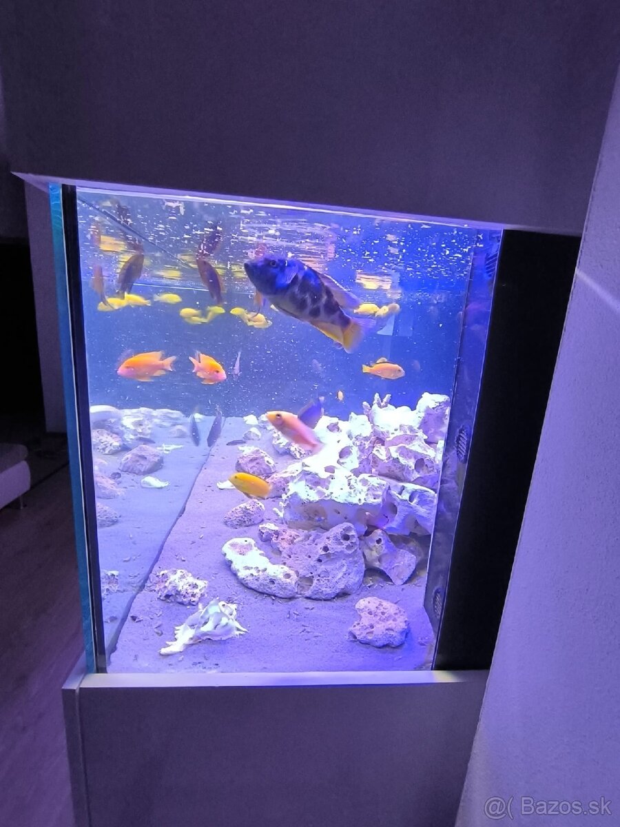 Akvárium 1000L cichlidy - 10