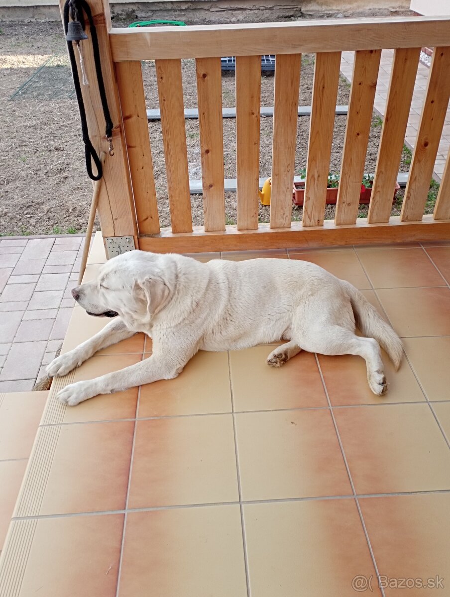 Labrador- krytie - 10