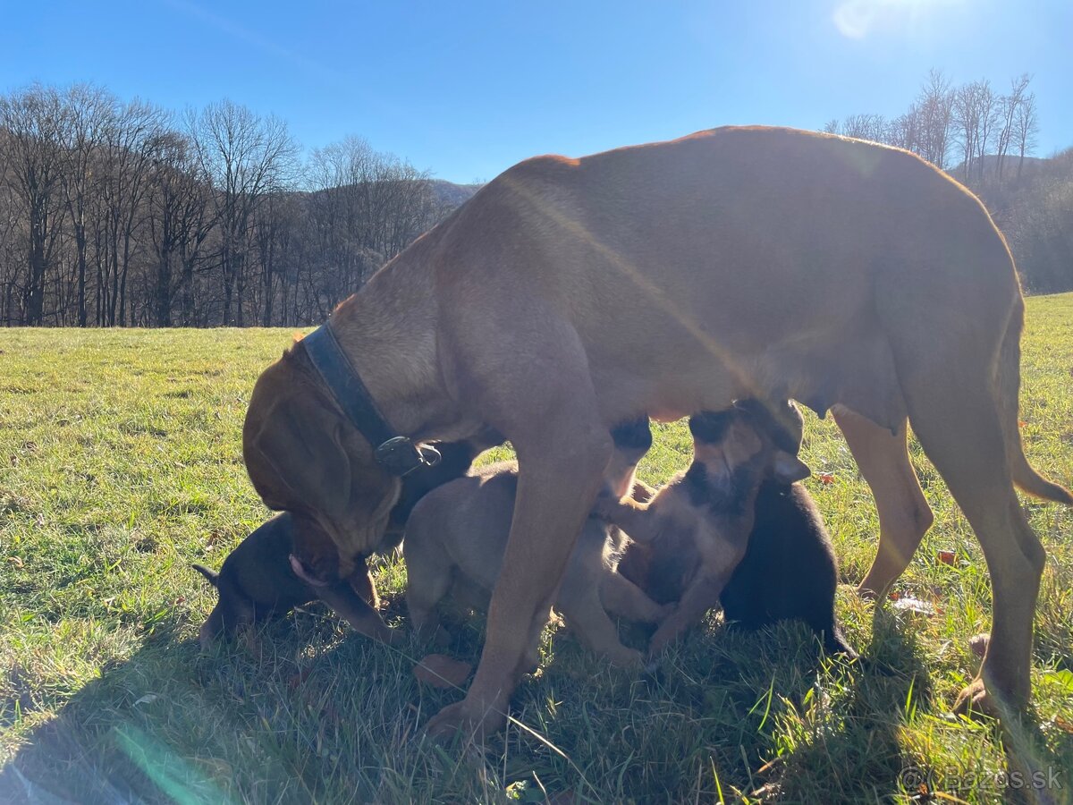 Šteniatka po super rodičoch ❤️ - 10