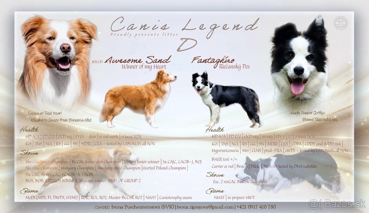 Border Collie / Border Kólia s PP - 10