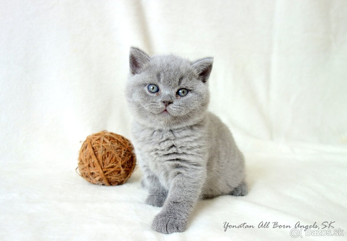 Britské mačiatka s PP ♥ - 10