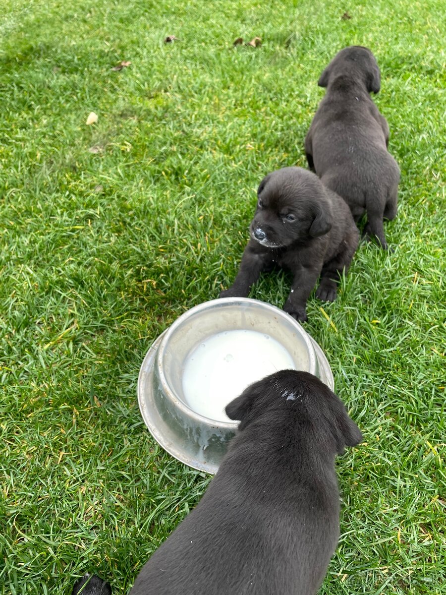 šteniatka od weimara - 10