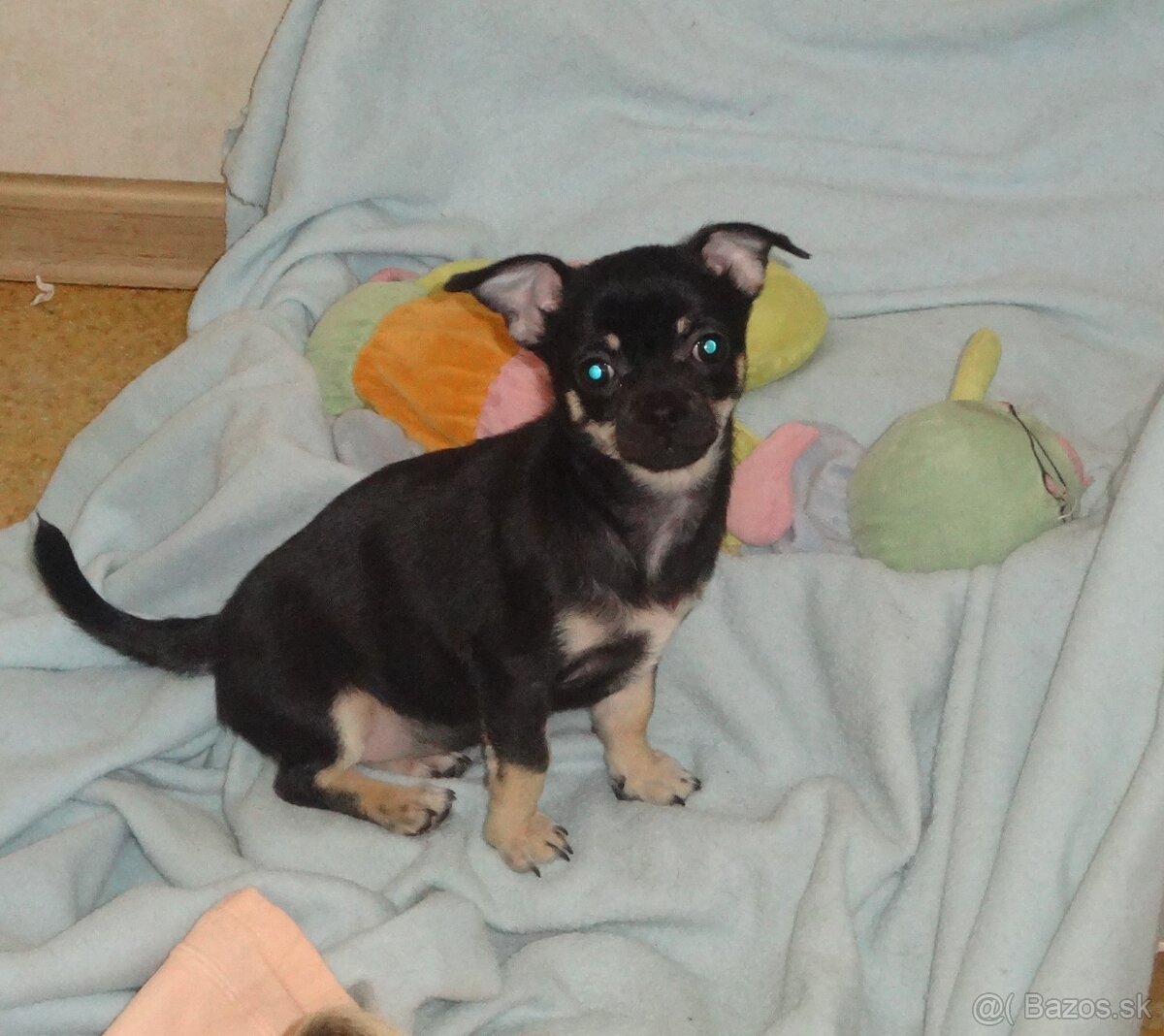 čivava krátkosrstá - 10