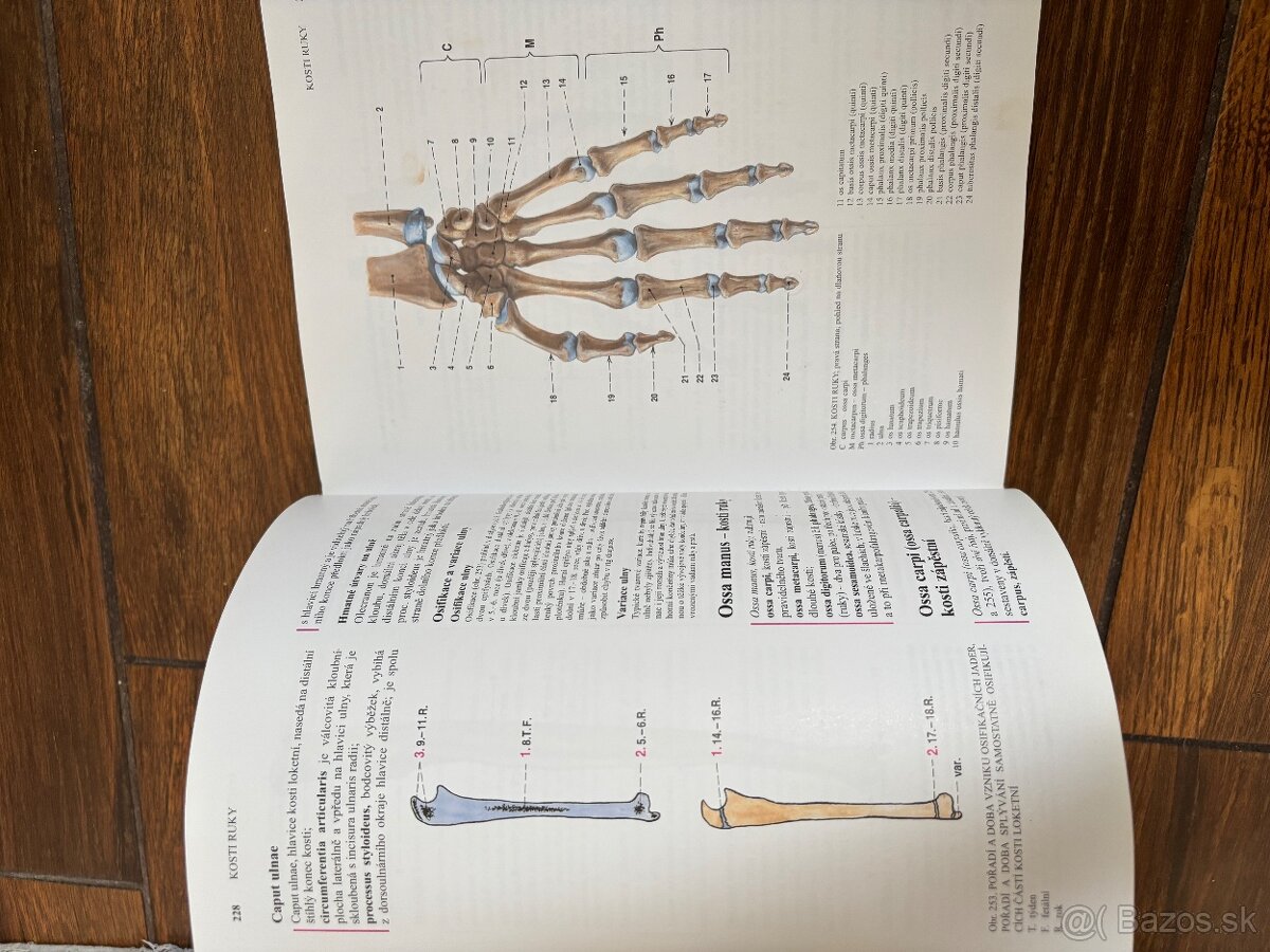 Anatomia Čihak 1,2,3 - 10