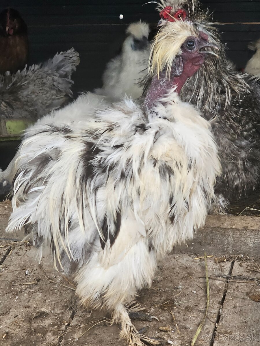 Hodvábničky kohútikovia - 10