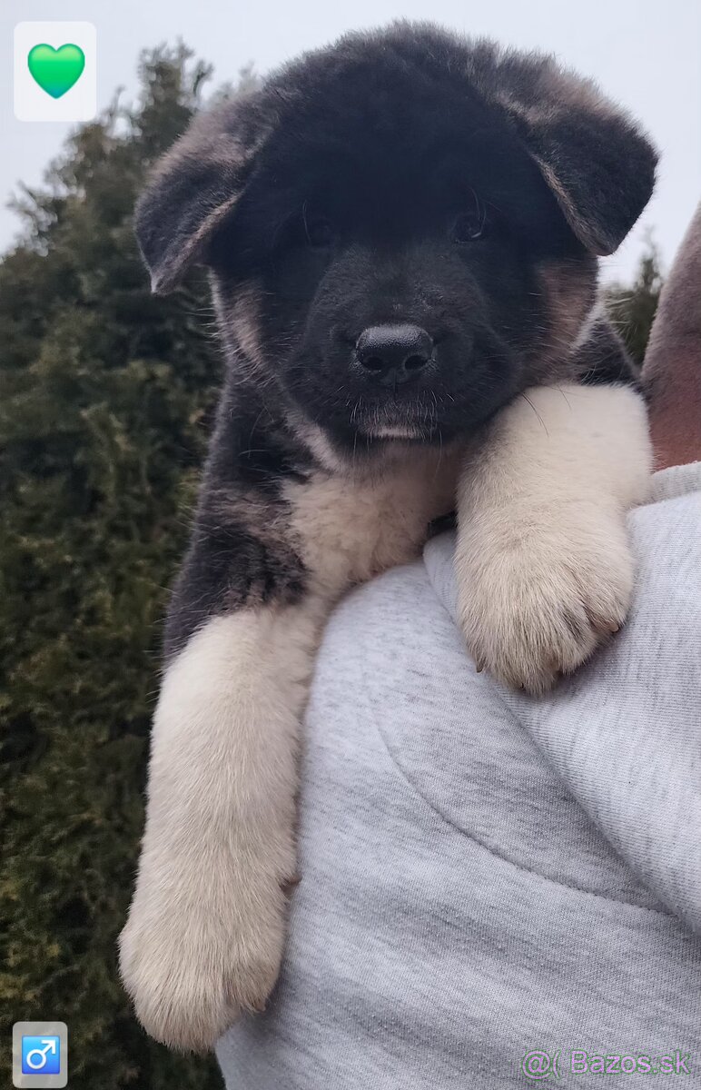 Americká akita (American akita) s PP - 10