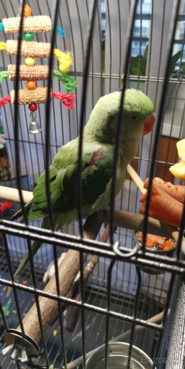 Alexander Veľký - 10