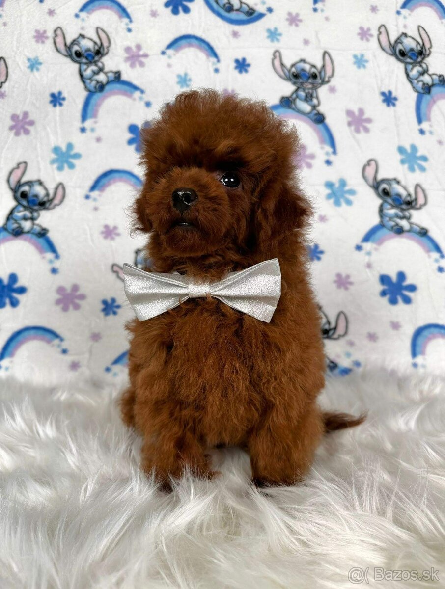 Pudel toy/Pudlík toy - red brown psíček - 10