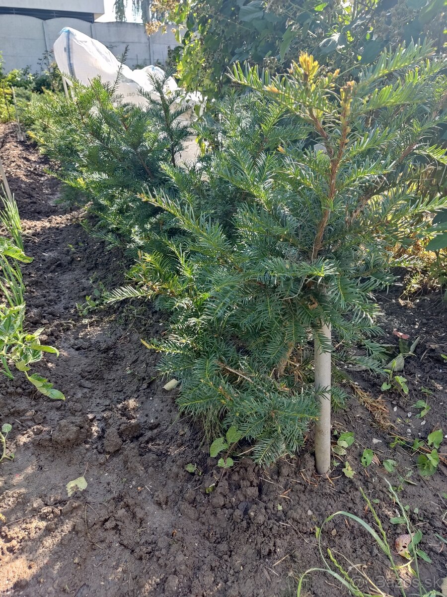 PREDáM Tis obyčajný (Taxus baccata) - 10