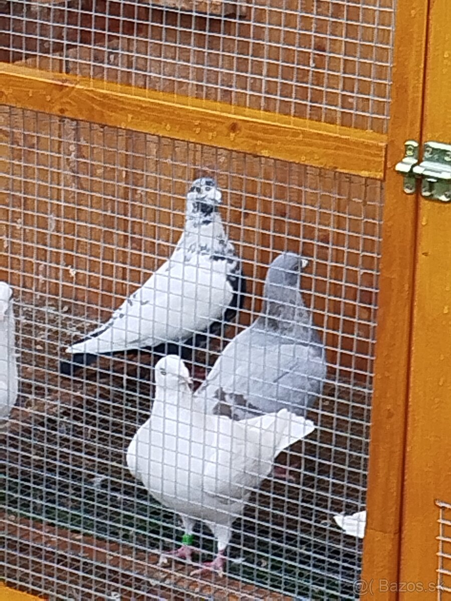 Poštovné holuby - 10