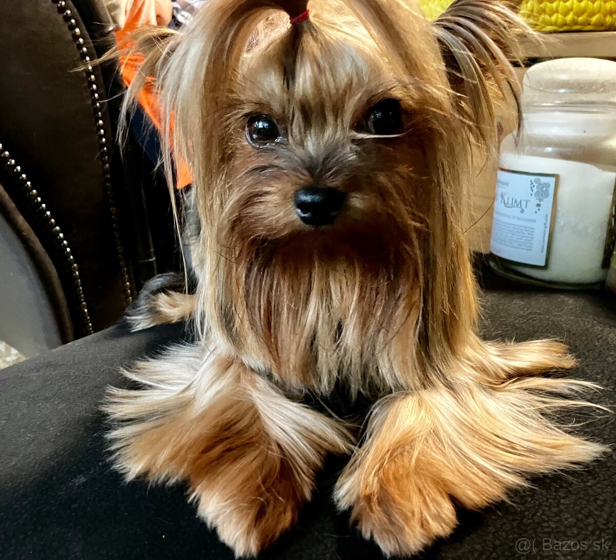 Yorkshire terrier s PP - 10