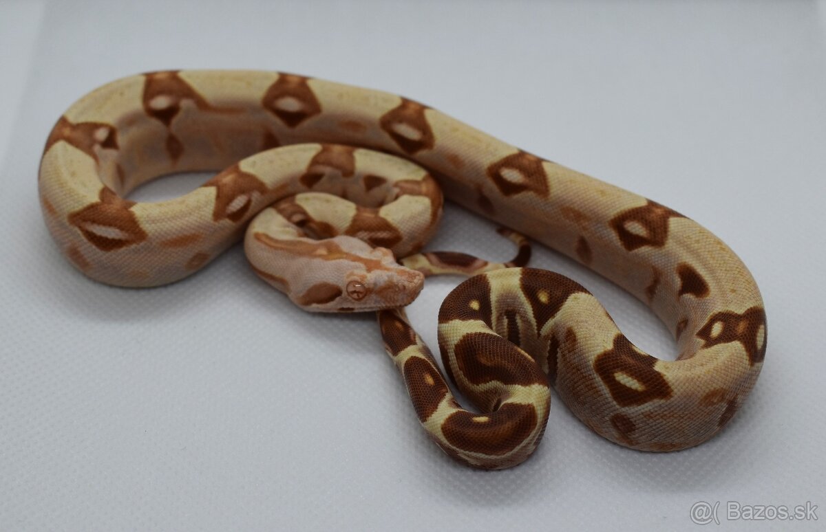 Boa Constrictor - Velhad kralovsky - 10