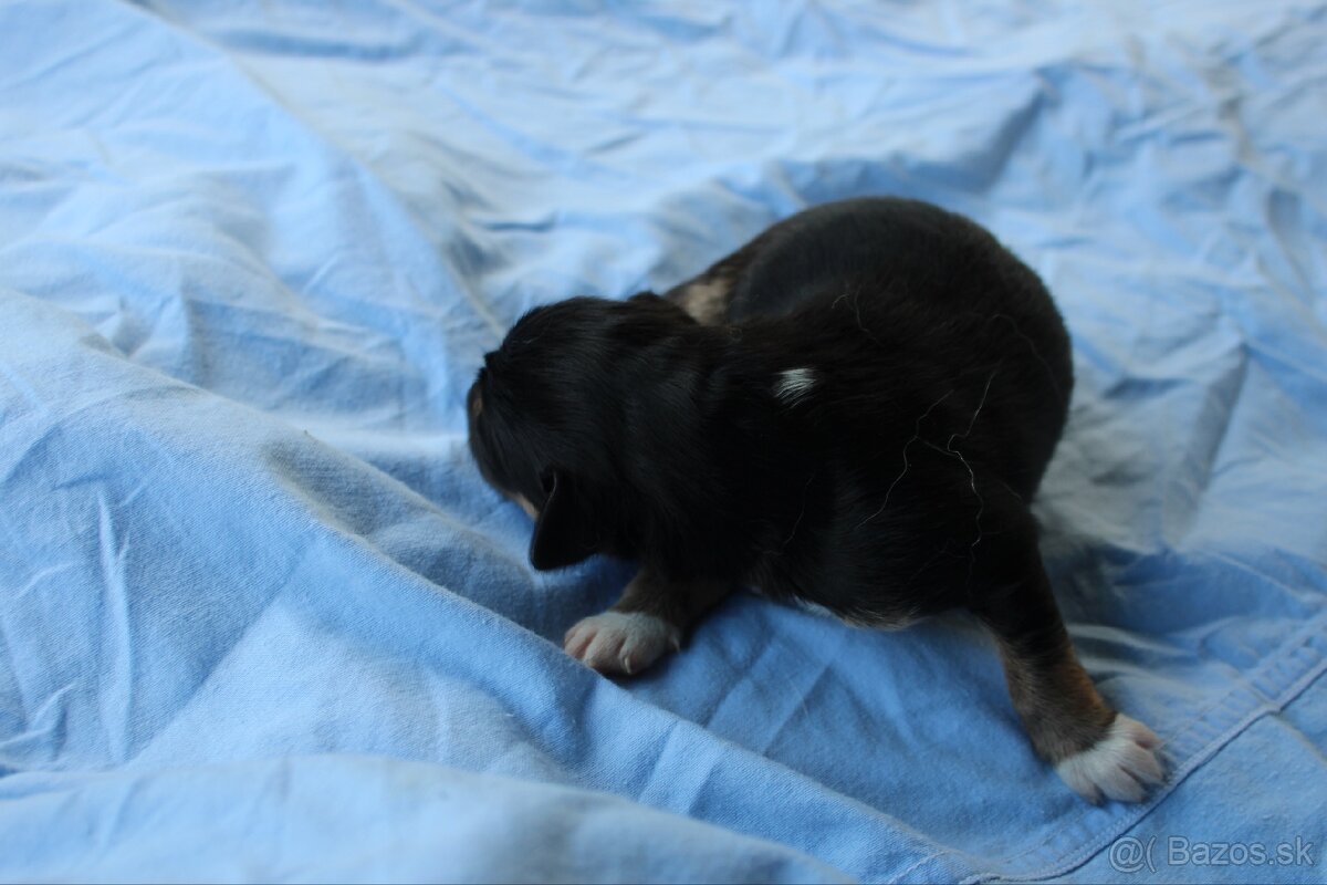 Ponúkam šteniatka - 10