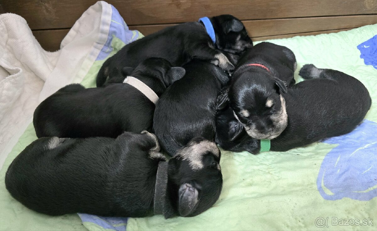 Malý čiernostrieborný bradáč - 10