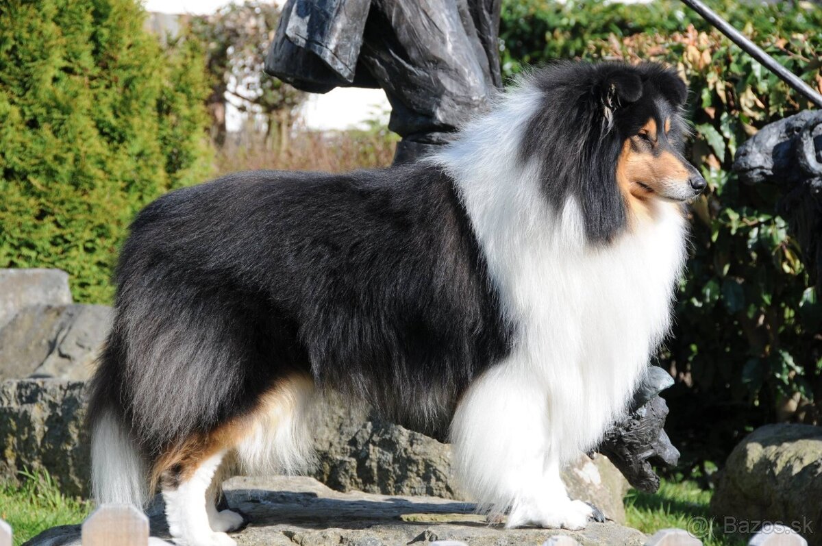 Kólia dlhosrstá s PP - 10