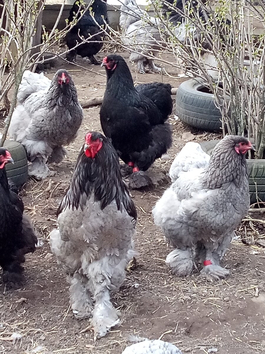 Brahmanka veľká NV 1,50€ - 10