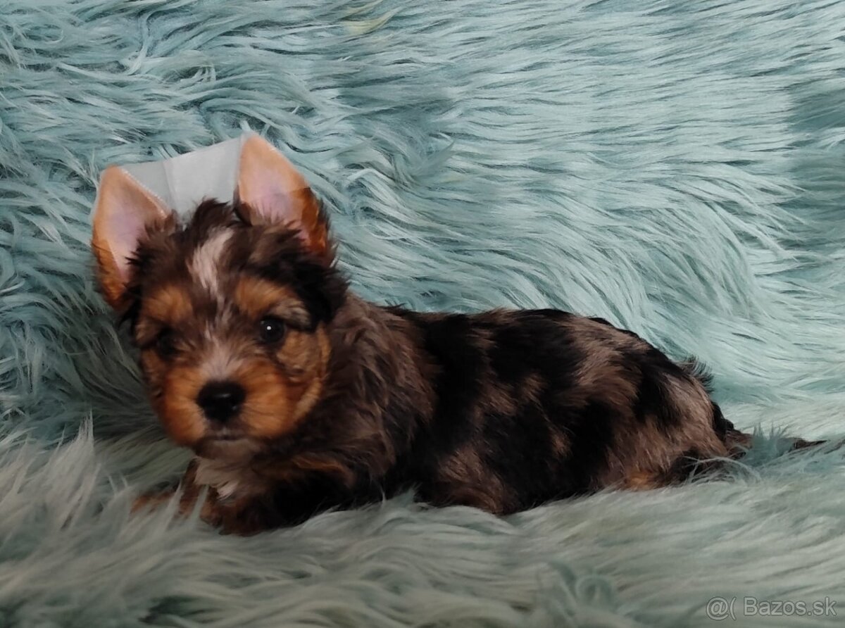 Yorkshire teriér, Biewer, Biro, Yorkshire teriér s PP - 10