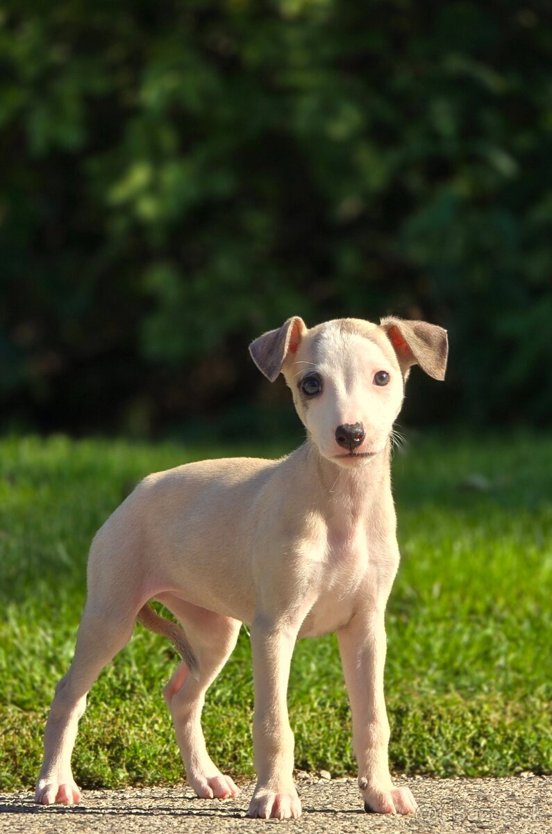 Vipet, Whippet s PP - 10