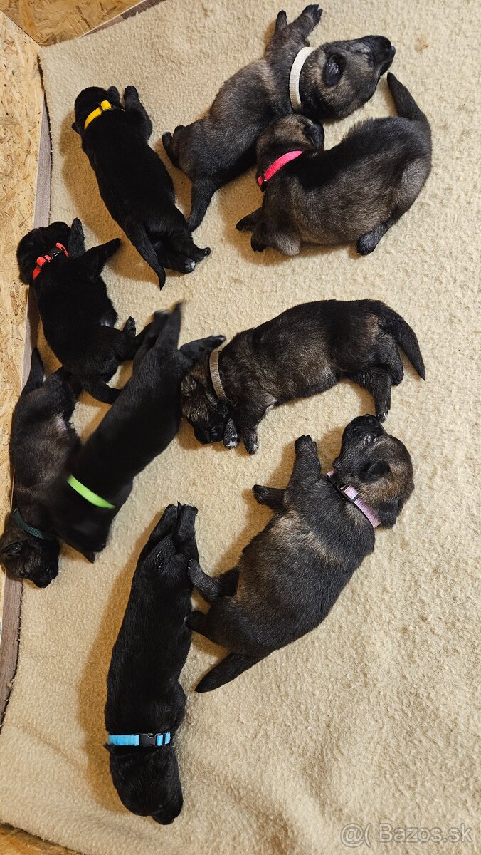 nemecký ovčiak šteniatka - 10