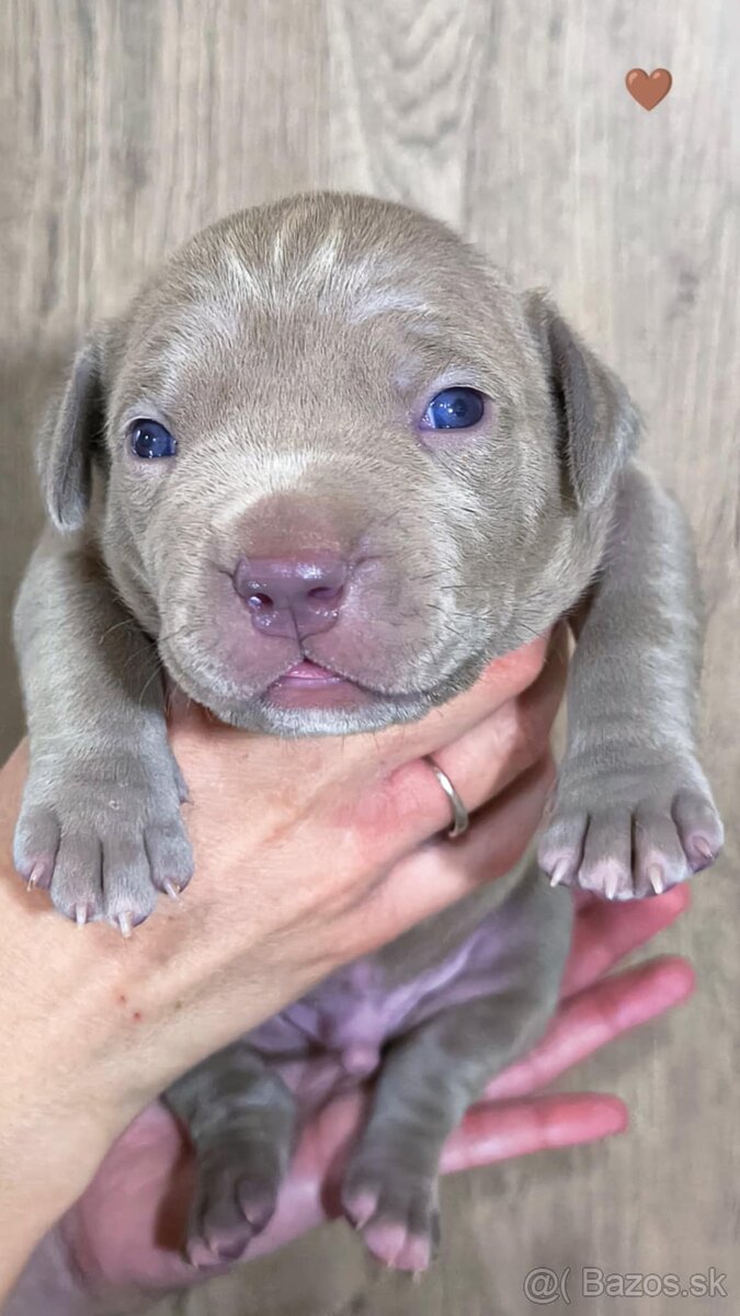 Štěňátka American Bully XL, registrace ABKC (Jihlava CZ) - 10