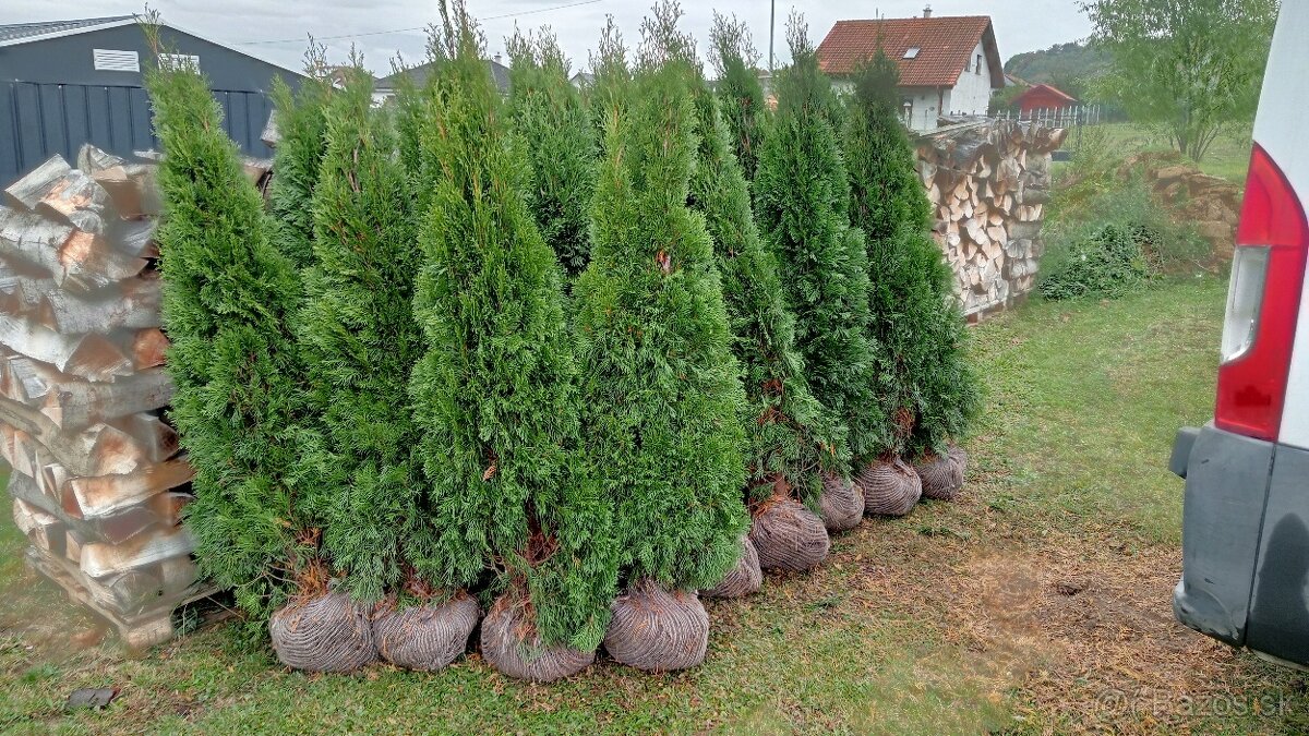 Tuja Smaragd, vavrínovec, červienka, gaštan - Námestovo - 10
