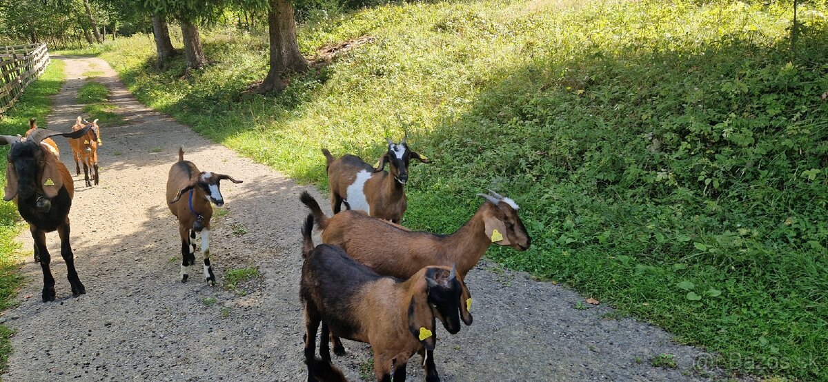Angulobijske kozy - 10
