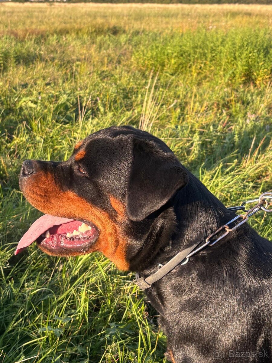 Rotvajler, rtw, rottweiler - 10