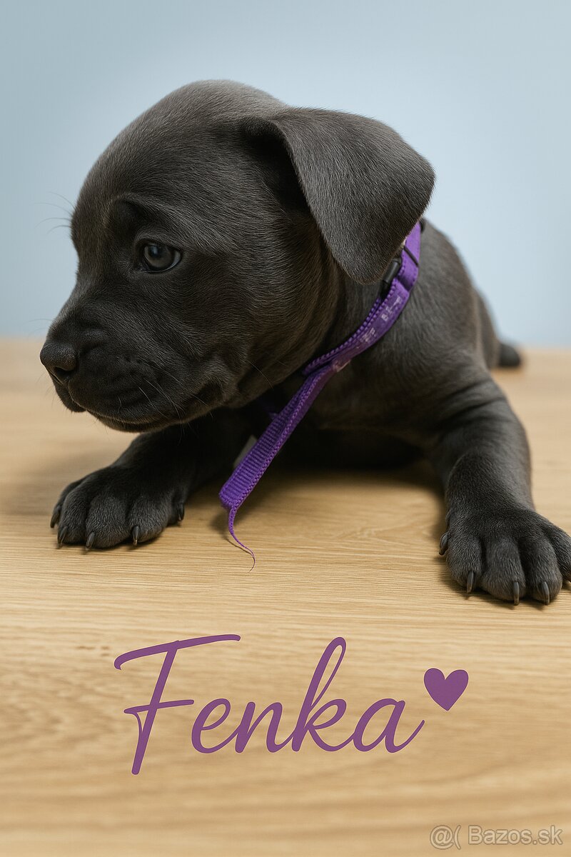 Amstaff šteniatka -verný modrý priatelia - 10