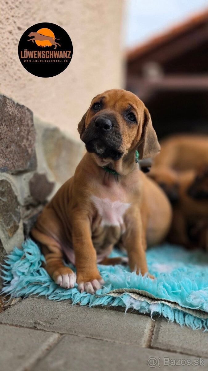 Rhodesian Ridgeback / Rodézsky ridgeback s fci PP - 10