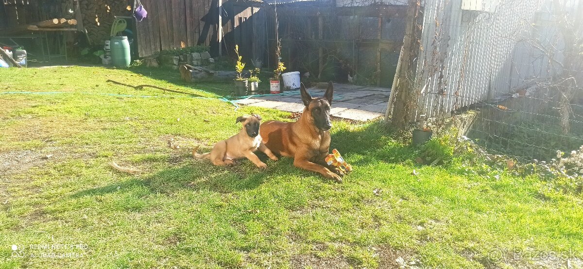 Belgický ovčiak malinois - 10