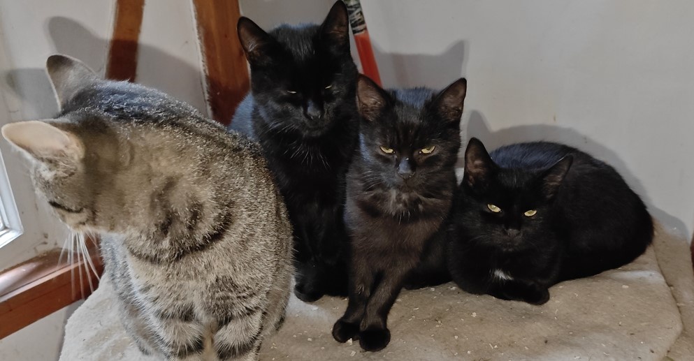 Darujem mačičky - 10