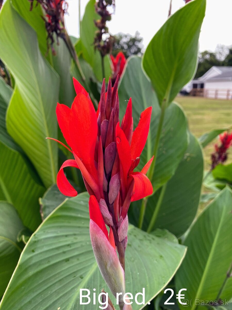Kana indická (Canna indica) hľúzy. - 10