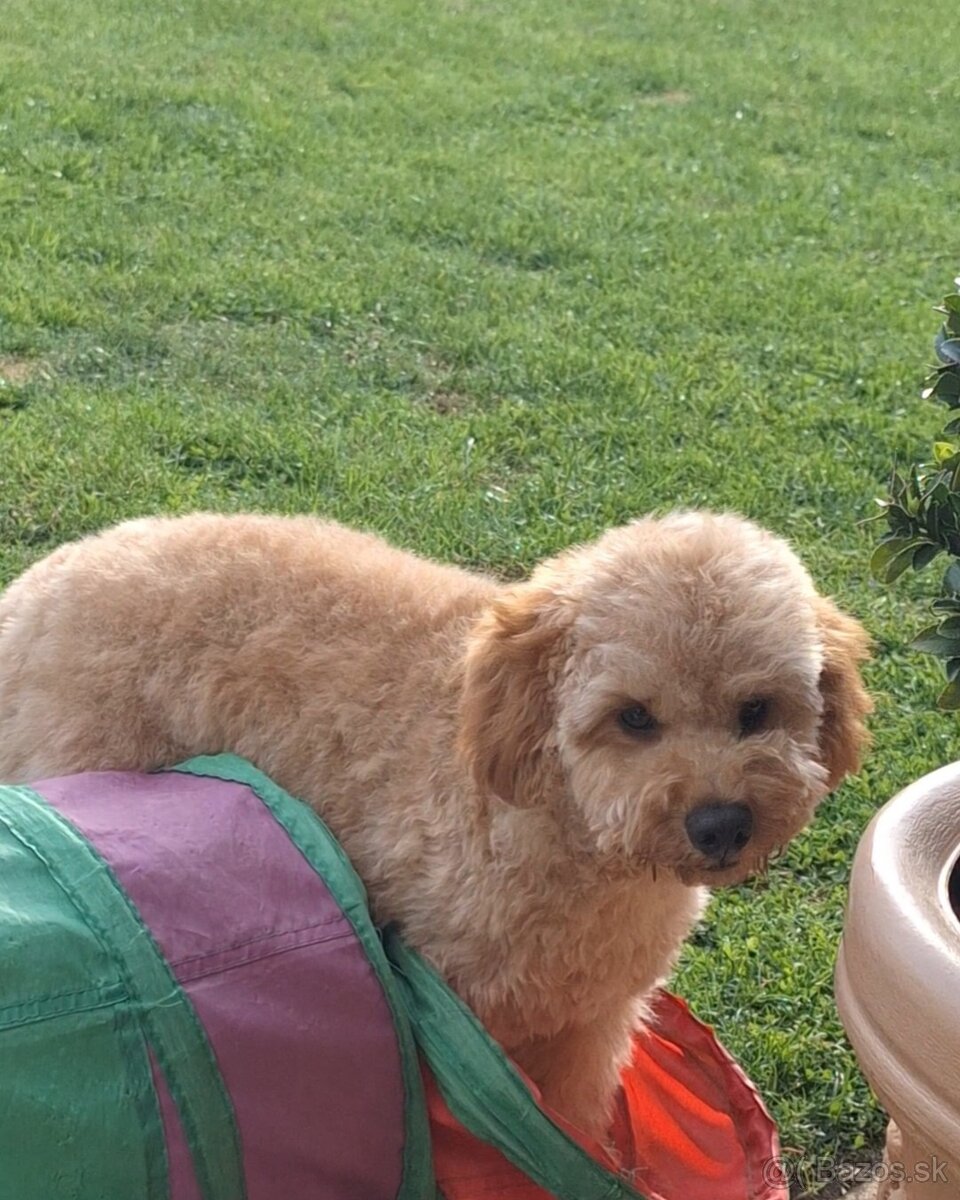 Pudlik pudel trpasličí,psík - 10