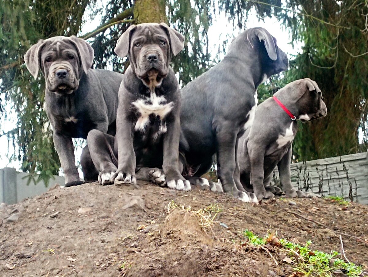Cane Corso - 10
