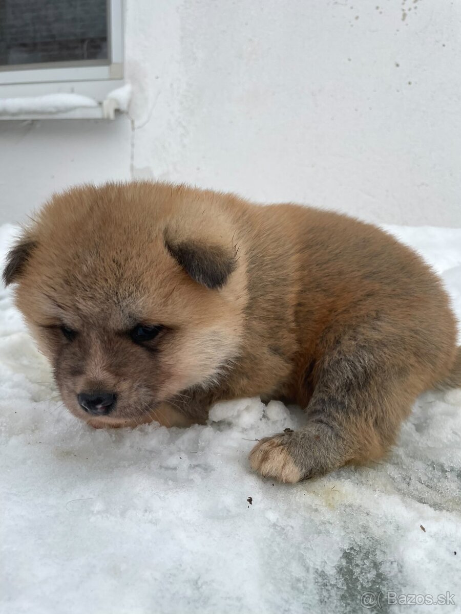Akita inu šteniatka - 10