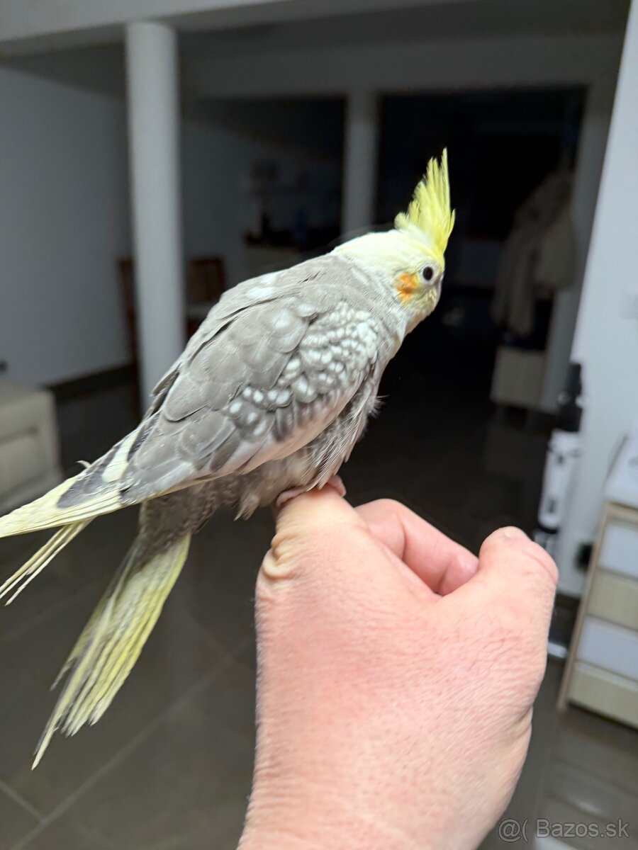 Korela Maznačik krotká - 10