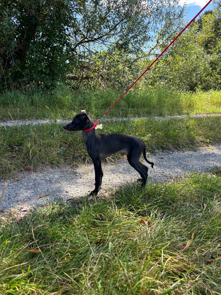 Sučka taliansky chrtik ihned k odberu - 10