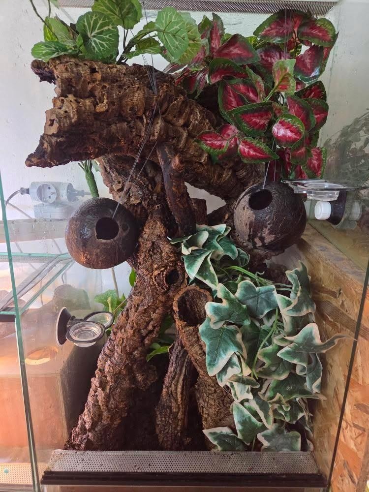 Pagekony riasnaté - 10