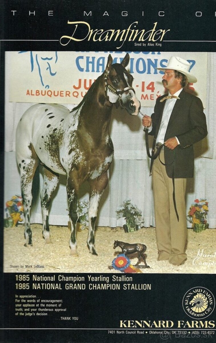 Kobyla appaloosa - 10