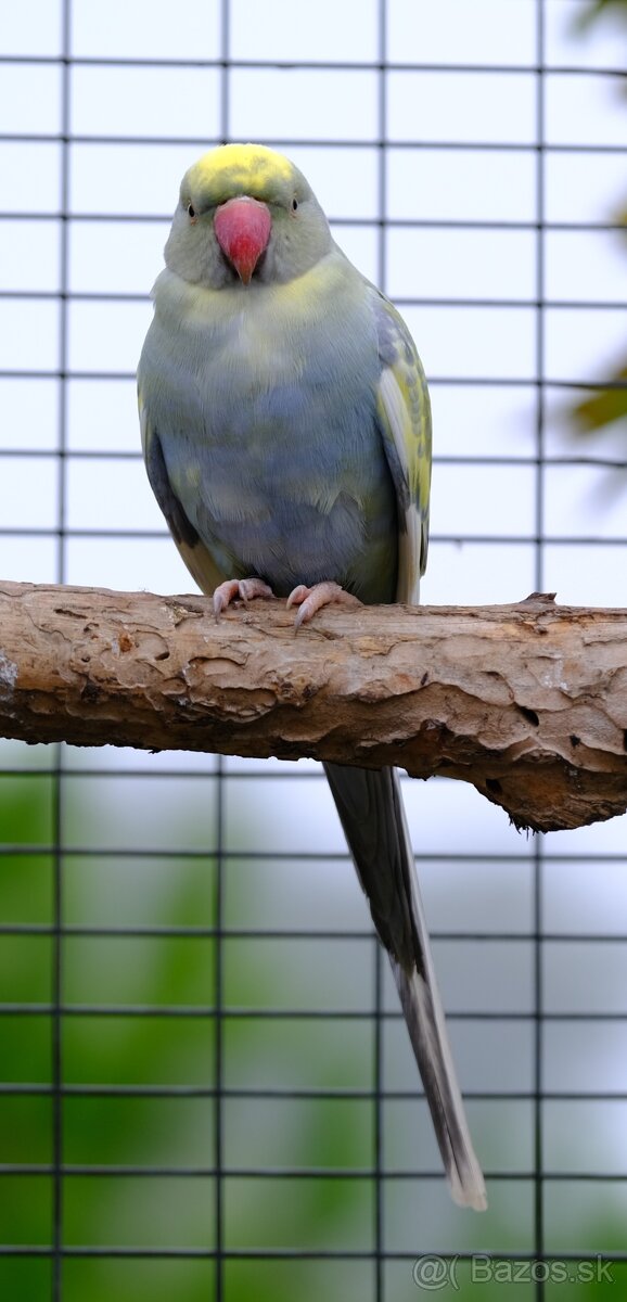 Alexander malý aqua opalin ct - 10