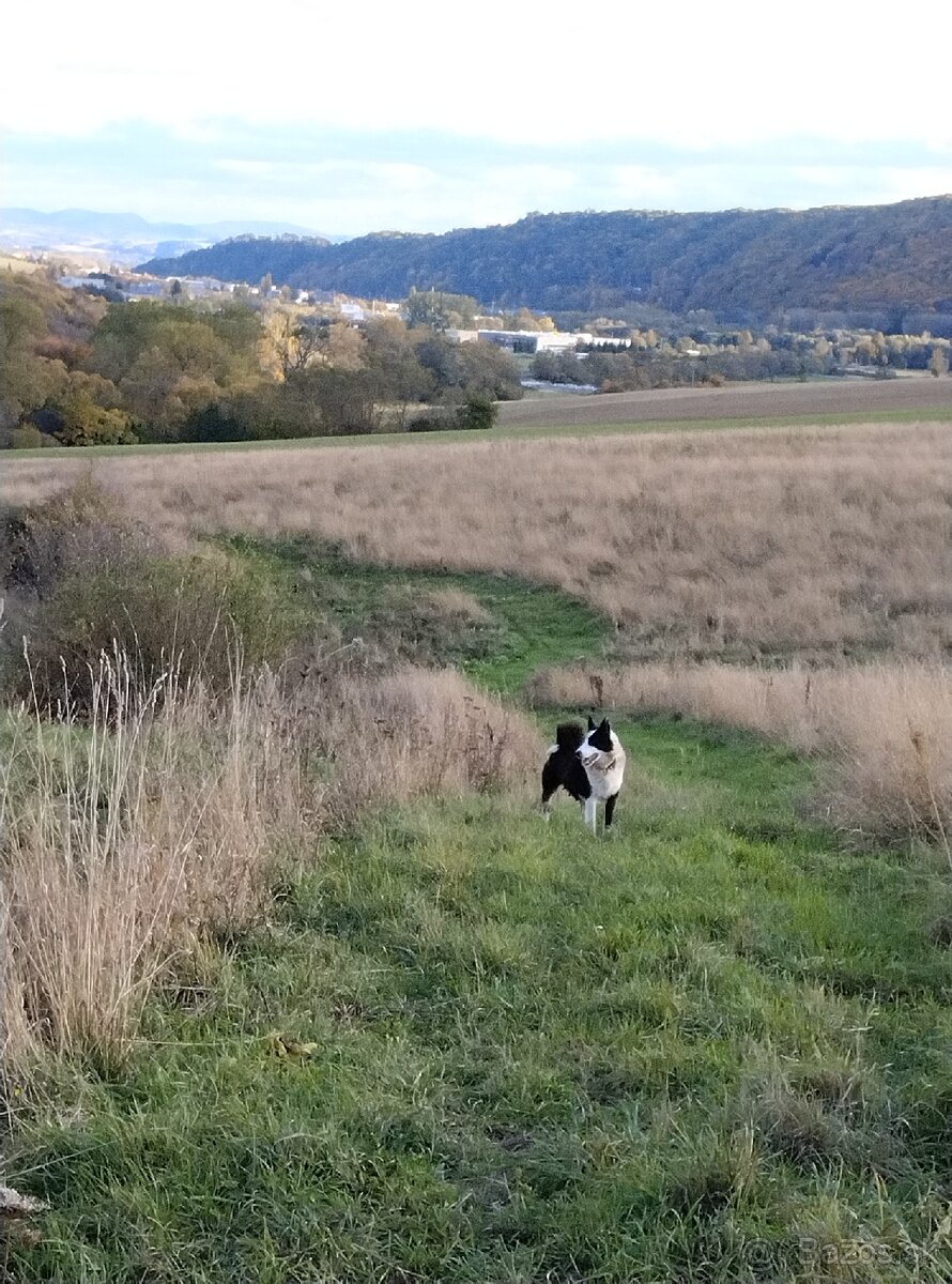 Karelsky Medvedí Pes - 10