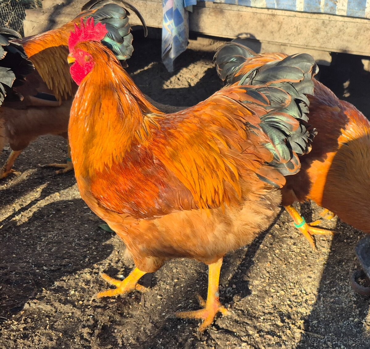 Hempšír na predaj - 10