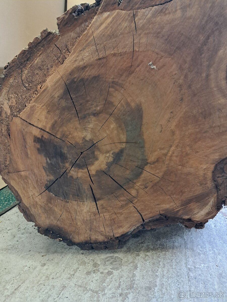 Orechovy kmen drevo - 10